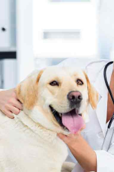 Happy-Tails