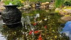 Oase Filters Essential Solutions for a Healthy Pond