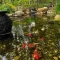 Oase Filters Essential Solutions for a Healthy Pond